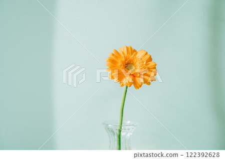 玻璃瓶中的一朵橘色大丁草，淺藍色背景 122392628