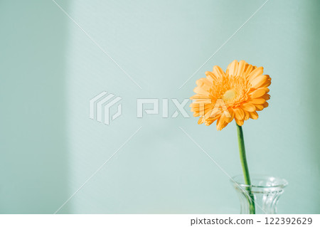 玻璃瓶中的一朵橘色大丁草，淺藍色背景 122392629