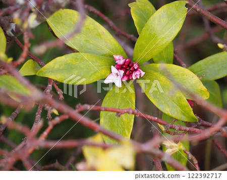 春花瑞香 122392717