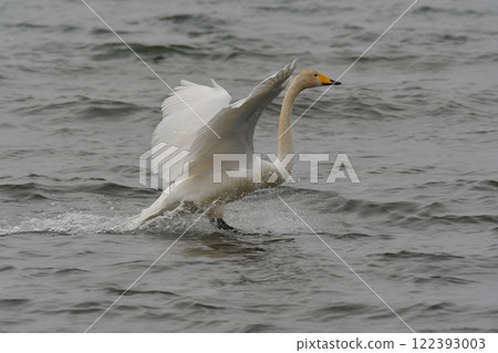 Swan 122393003