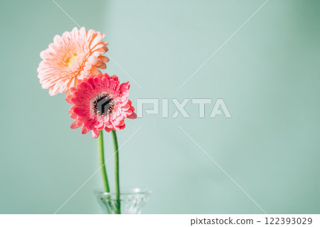兩朵粉紅色非洲菊花插在花瓶裡 122393029