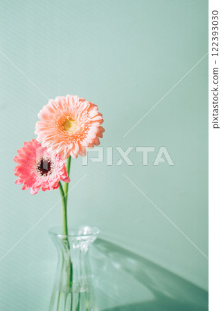 兩朵粉紅色非洲菊花插在花瓶裡 122393030