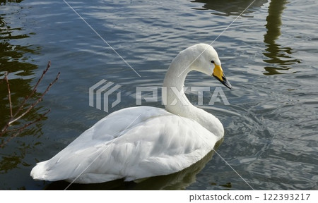 A beautiful swan floating on the water - close-up A beautiful swan floating on the water - close-up 122393217