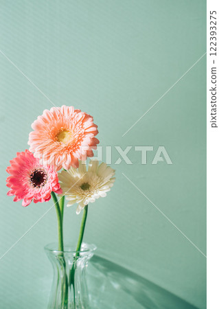 粉紅色和白色的大丁草花排列在花瓶裡 122393275