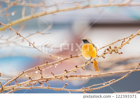 A Daurian redstart flies onto a dead winter branch A Daurian redstart flies onto a dead winter branch 122393371