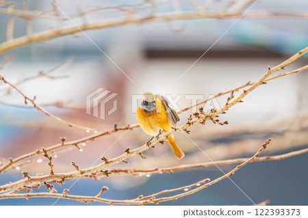 A Daurian redstart flies onto a dead winter branch A Daurian redstart flies onto a dead winter branch 122393373