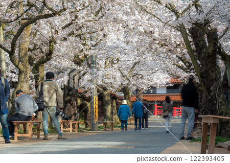 春天的新莊宿,38株櫻花盛開,岡山郡真庭郡新莊村 春天的新莊宿,38株櫻花盛開,岡山郡真庭郡新莊村 122393405