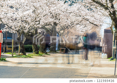Spring in Shinjo-juku: Nogaisen cherry blossoms in full bloom 29 Shinjo Village, Maniwa District, Okayama Prefecture 122393416