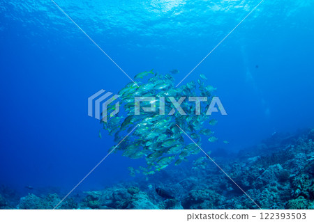 一群鋸魚,小gas原 一群鋸魚,小gas原 122393503