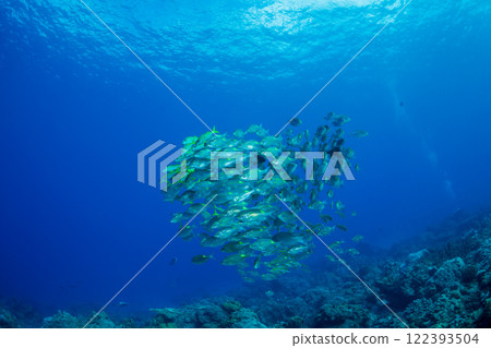 A flock of sawfish, Ogasawara A flock of sawfish, Ogasawara 122393504