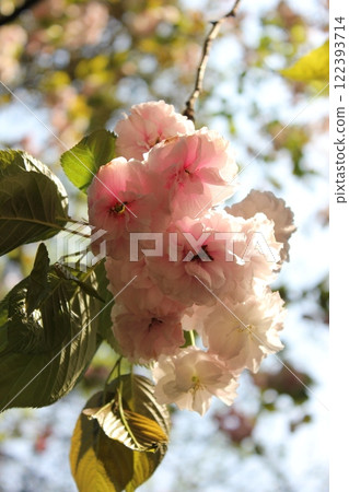 Double cherry tree ⁺+*Double=cherry=blossom*+⁺ Double cherry tree ⁺+*Double=cherry=blossom*+⁺ 122393714