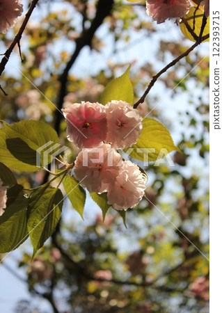 Double cherry tree ⁺+*Double=cherry=blossom*+⁺ Double cherry tree ⁺+*Double=cherry=blossom*+⁺ 122393715