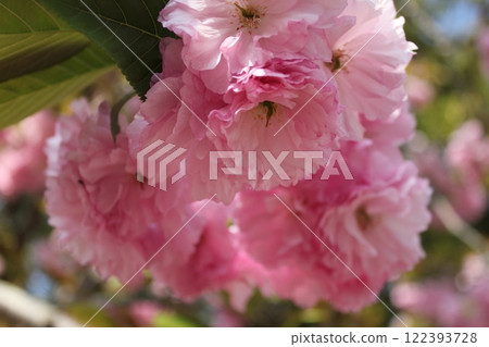 Double cherry tree ⁺＋＊Double=cherry=blossom＊＋⁺ 122393728