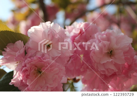 Double cherry tree ⁺＋＊Double=cherry=blossom＊＋⁺ 122393729