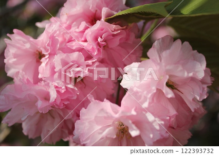 雙櫻桃樹⁺＋ ＊ Double =櫻桃=梅花＊ ＋⁺ 122393732
