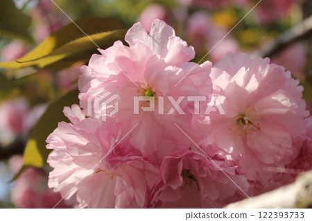 Double cherry tree ⁺+*Double=cherry=blossom*+⁺ Double cherry tree ⁺+*Double=cherry=blossom*+⁺ 122393733