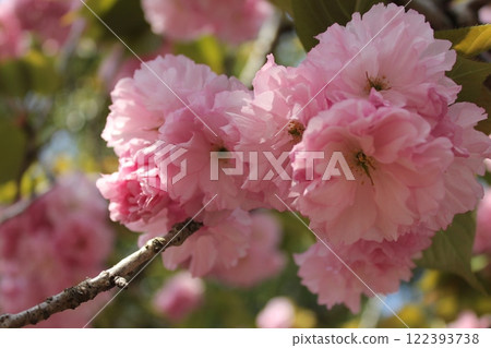 Double cherry tree ⁺+*Double=cherry=blossom*+⁺ Double cherry tree ⁺+*Double=cherry=blossom*+⁺ 122393738