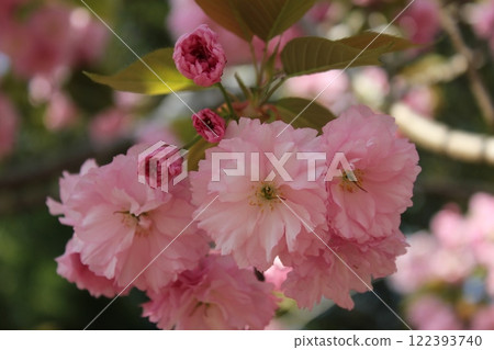 Double cherry tree ⁺+*Double=cherry=blossom*+⁺ Double cherry tree ⁺+*Double=cherry=blossom*+⁺ 122393740