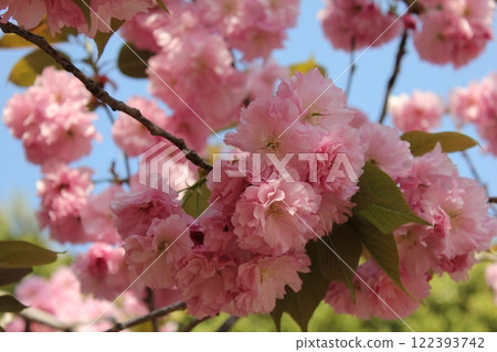 Double cherry tree ⁺＋＊Double=cherry=blossom＊＋⁺ 122393742