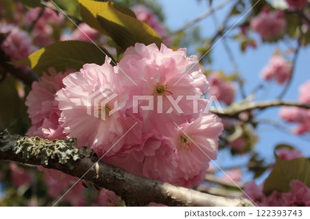 Double cherry tree ⁺＋＊Double=cherry=blossom＊＋⁺ 122393743