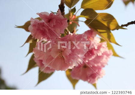 雙櫻桃樹⁺＋ ＊ Double =櫻桃=梅花＊ ＋⁺ 122393746