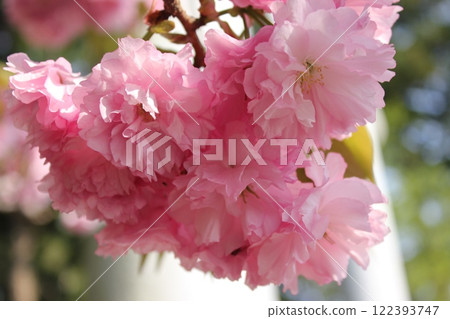 雙櫻桃樹⁺＋ ＊ Double =櫻桃=梅花＊ ＋⁺ 122393747