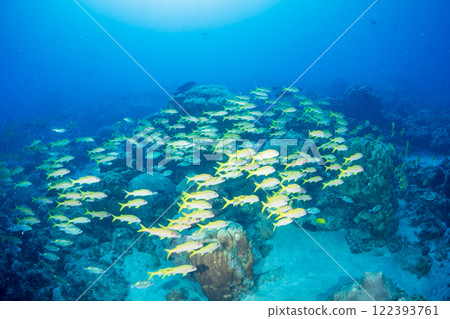 一群日本金鹮與紅姬路小笠原 122393761