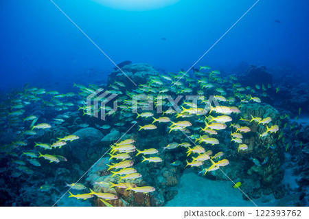 一群日本金鹮與紅姬路小笠原 122393762