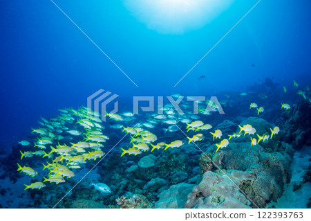 一群日本金鹮與紅姬路小笠原 一群日本金鹮與紅姬路小笠原 122393763