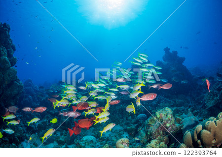 一群日本金鹮與紅姬路小笠原 一群日本金鹮與紅姬路小笠原 122393764