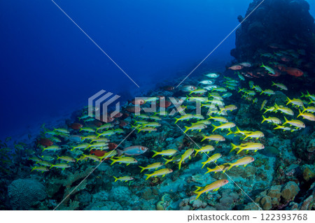 一群日本金鹮與紅姬路小笠原 122393768