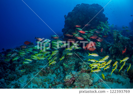 一群日本金鹮與紅姬路小笠原 122393769