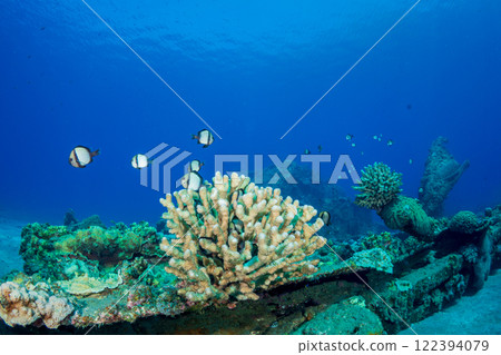 The two-striped Ryukyu damselfish lives on the Poconus coral 122394079