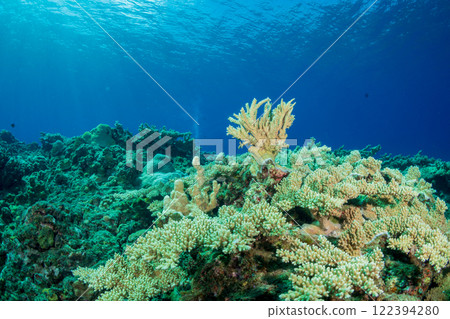 Coral Reef Ogasawara 122394280