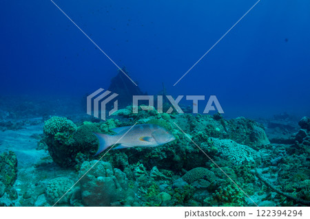 Barahata Ogasawara Barahata Ogasawara 122394294