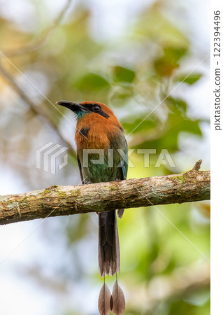 Broad-billed motmot - Electron platyrhynchum, La Fortuna, Volcano Arenal, Costa Rica Wildlife 122394496