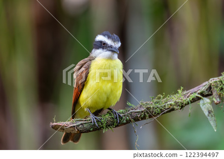 Great kiskadee, Pitangus sulphuratus, La Fortuna, Volcano Arenal, Costa Rica Wildlife Great kiskadee, Pitangus sulphuratus, La Fortuna, Volcano Arenal, Costa Rica Wildlife 122394497