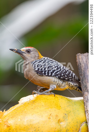 Hoffmann's woodpecker, Melanerpes hoffmannii. La Fortuna, Volcano Arenal, Wildlife and birdwatching in Costa Rica. Hoffmann's woodpecker, Melanerpes hoffmannii. La Fortuna, Volcano Arenal, Wildlife and birdwatching in Costa Rica. 122394498