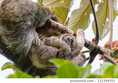 Female of pale-throated sloth - Bradypus tridactylus with baby hanged top of the tree, La Fortuna, Costa Rica wildlife Female of pale-throated sloth - Bradypus tridactylus with baby hanged top of the tree, La Fortuna, Costa Rica wildlife 122394501