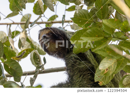 Female of pale-throated sloth - Bradypus tridactylus with baby hanged top of the tree, La Fortuna, Costa Rica wildlife Female of pale-throated sloth - Bradypus tridactylus with baby hanged top of the tree, La Fortuna, Costa Rica wildlife 122394504