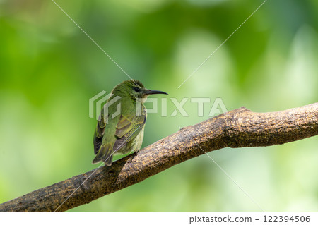 Red-legged honeycreeper female, La Fortuna, Volcano Arenal, Costa Rica Wildlife 122394506