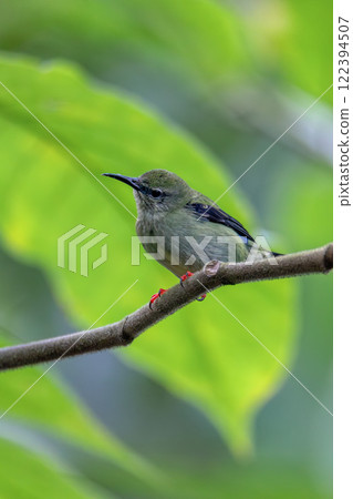 Red-legged honeycreeper female, La Fortuna, Volcano Arenal, Costa Rica Wildlife Red-legged honeycreeper female, La Fortuna, Volcano Arenal, Costa Rica Wildlife 122394507
