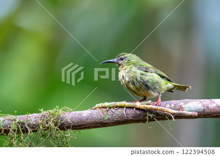 Red-legged honeycreeper female, La Fortuna, Volcano Arenal, Costa Rica Wildlife Red-legged honeycreeper female, La Fortuna, Volcano Arenal, Costa Rica Wildlife 122394508