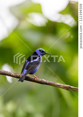 Red-legged honeycreeper Juvenile , Cyanerpes cyaneus, La Fortuna, Volcano Arenal, Costa Rica Wildlife Red-legged honeycreeper Juvenile , Cyanerpes cyaneus, La Fortuna, Volcano Arenal, Costa Rica Wildlife 122394509