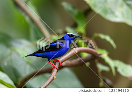 Red-legged honeycreeper, Cyanerpes cyaneus, La Fortuna, Costa Rica Red-legged honeycreeper, Cyanerpes cyaneus, La Fortuna, Costa Rica 122394510