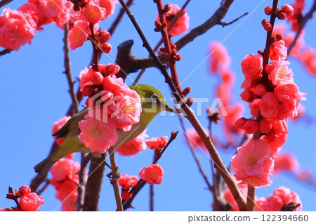 水月公園（大阪府池田市）梅花盛開<摩耶紅的白眼吸花蜜> 122394660