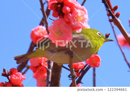 Suigetsu Park (Ikeda City, Osaka Prefecture) Plum blossoms in full bloom <A Japanese white-eye sucking the nectar of Mayabeni> 122394661