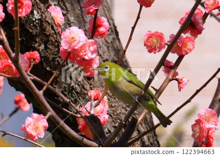 Suigetsu Park (Ikeda City, Osaka Prefecture) Plum blossoms in full bloom <A Japanese white-eye sucking the nectar of Mayabeni> 122394663