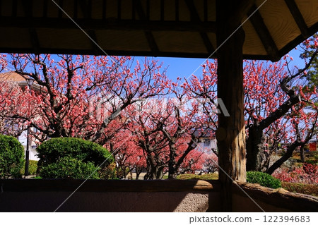 Suigetsu Park (Ikeda City, Osaka Prefecture) Plum blossoms in full bloom (Mayabeni) 122394683
