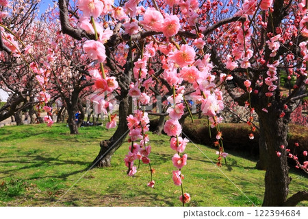 Suigetsu Park (Ikeda City, Osaka Prefecture) Plum blossoms in full bloom (Mayabeni) Suigetsu Park (Ikeda City, Osaka Prefecture) Plum blossoms in full bloom (Mayabeni) 122394684